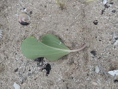 Ipomoea pes-caprae brasiliensis