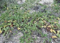 Ipomoea pes-caprae brasiliensis