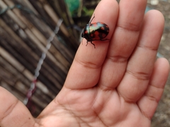 Pachycoris klugii
