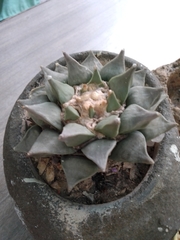 Ariocarpus retusus