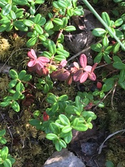 Exobasidium splendidum