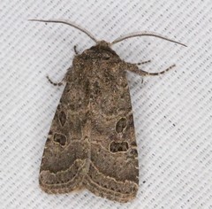 Protorthodes melanopis