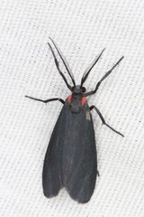 Lycomorpha splendens