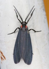 Lycomorpha splendens