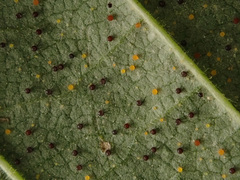 Phyllactinia guttata