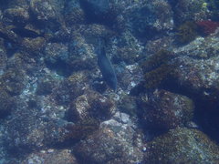 Oplegnathus insignis