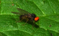Protoclythia modesta
