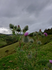 Cirsium vulgare