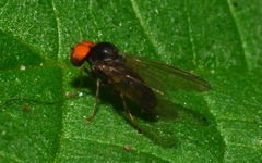 Protoclythia modesta