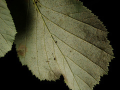 Phyllactinia guttata