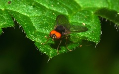 Protoclythia modesta