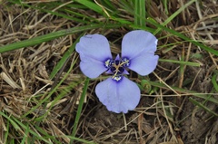 Herbertia darwinii