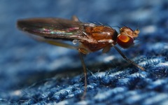 Clusiodes albimanus