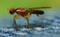 Clusiodes albimanus