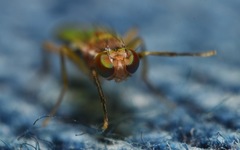 Clusiodes albimanus