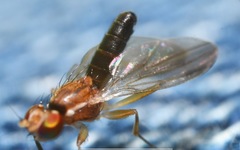 Clusiodes albimanus