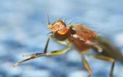 Clusiodes albimanus