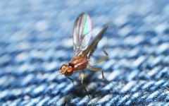 Clusiodes albimanus
