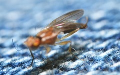 Clusiodes albimanus