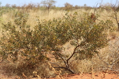 Acacia melleodora