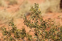 Acacia melleodora
