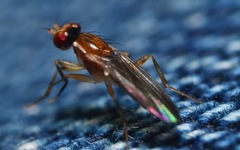 Clusiodes albimanus
