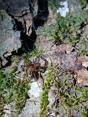 Amaurobius fenestralis