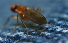 Clusiodes albimanus