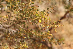 Acacia melleodora