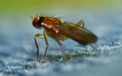 Clusiodes albimanus