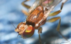 Clusiodes albimanus