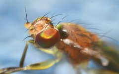 Clusiodes albimanus