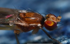 Clusiodes albimanus