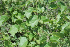 Vitis acerifolia