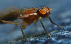 Clusiodes albimanus