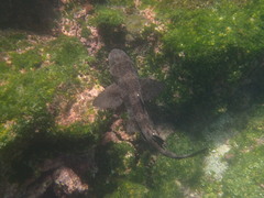 Heterodontus quoyi