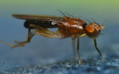 Clusiodes albimanus