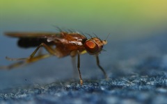 Clusiodes albimanus