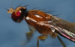 Clusiodes albimanus