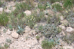 Eriogonum lachnogynum