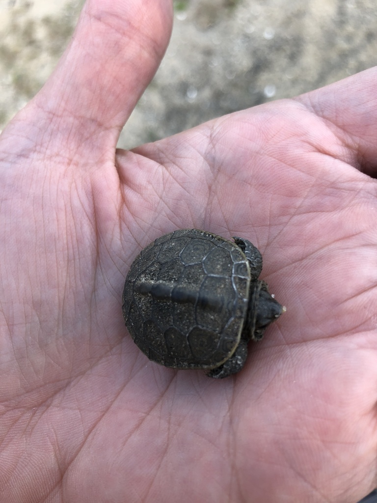 Northern Diamondback Terrapin in September 2021 by foxspark · iNaturalist