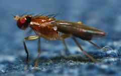 Clusiodes albimanus