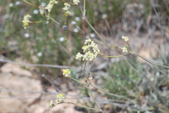 Eriogonum lachnogynum