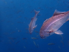 Anisotremus scapularis