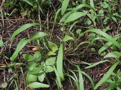Claytonia parviflora