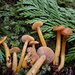 Heath Waxcap - Photo (c) Luca Hickey, some rights reserved (CC BY-NC), uploaded by Luca Hickey