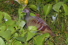 Eulipoa wallacei