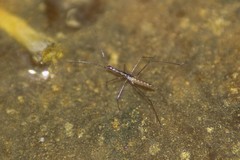 Hydrometra stagnorum