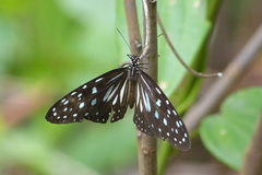 Danaina