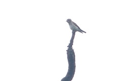 Muscicapa griseisticta